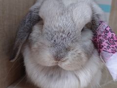 -北京观赏动物医院·24小时大型综合·猫专科·异宠专科