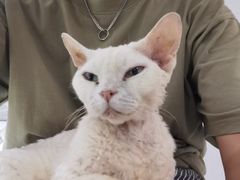 -more than meow吴止猫主题餐厅(承德 中船汇店)