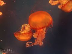 -波塞冬海底世界