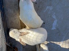 -石家庄市动物园