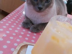 -滚猫咖啡·猫咖·猫友好撸猫(未来城店)