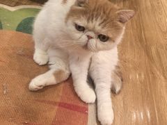 -滚猫咖啡·猫咖·猫友好撸猫(未来城店)
