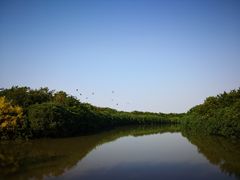 -大湾区中央湿地公园