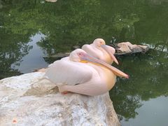 -昆明动物园