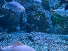 -正佳极地海洋世界