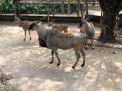 -深圳野生动物园