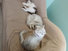 -怪兽屋·羊驼·猫咖·狗咖(俊华广场店)