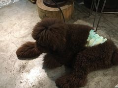 -more than meow吴止猫主题餐厅(承德 中船汇店)