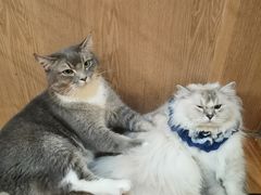 -MOCHA明星猫咖(田子坊店)