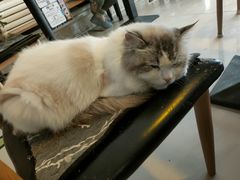 -平行世界·猫咖(首经贸店)
