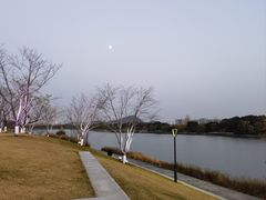-羊山湖公园