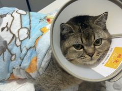 -派特宠物医院(圆融广场店)