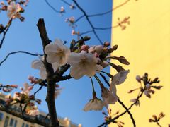 -高东镇樱花园