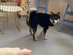 -喜柴咖啡·柴犬狗咖