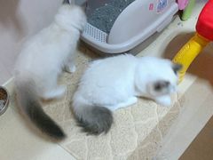 -猫十亿·布偶金渐层·曼基康矮脚猫舍(青年路店)