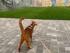 -猫大福·Fortune Cat猫舍(百子湾店)