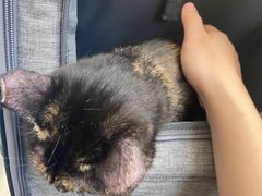 -创凡宠物医院·骨专科  猫科中心(西乡分院)