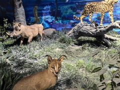 -国家自然博物馆