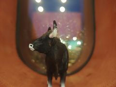 -觅福里•熟成和牛餐厅