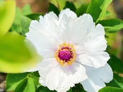 -洛阳市隋唐城遗址植物园
