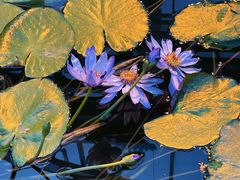 -国家植物园南园