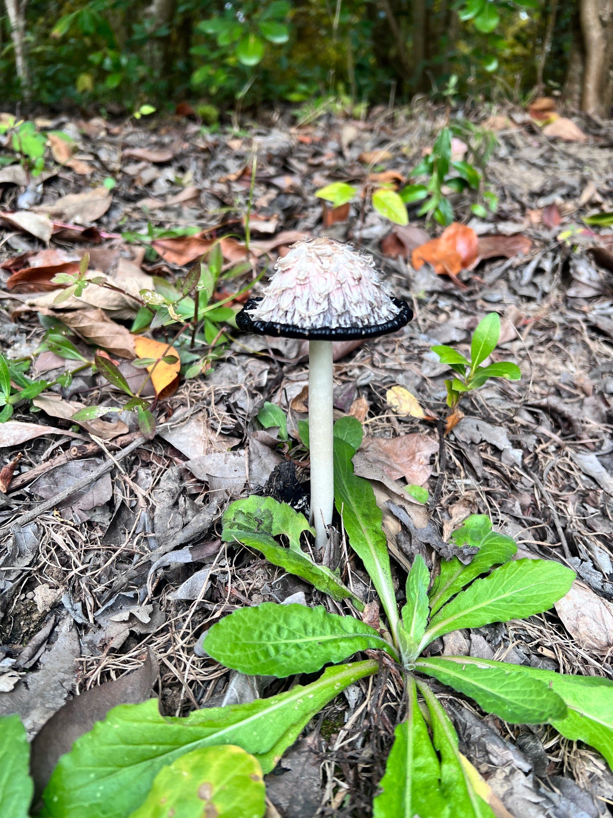 白杆杆白伞伞,这是啥蘑菇,有毒吗?