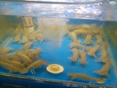 -老东镇啤酒屋海鲜加工·蒸汽海鲜·海鲜烧烤(台东店)