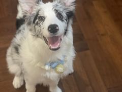 -翊宠yipet猫狗购宠庄园犬舍•猫舍