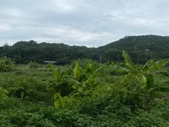 -西澳岛