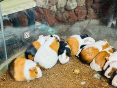 -正佳雨林生态植物园