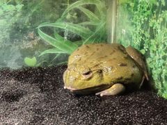 -上海大自然野生昆虫馆