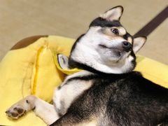 -逗柴咖啡屋·狗咖猫咖宠物桌游
