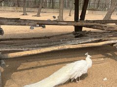-秦皇岛野生动物园