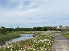 -洋湖国家湿地公园