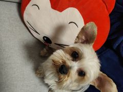 -中农大我爱我爱动物医院·核磁CT·猫病·24小时夜诊中心(石佛营店)
