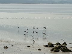 -福田红树林生态公园