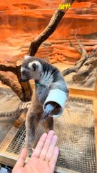 -Zoolung Zoolung动物主题公园(海信广场店)