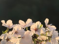 -武汉大学-樱园