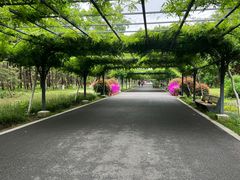 -东平国家森林公园