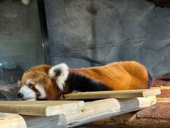 -Zoolung Zoolung动物主题公园(海信广场店)