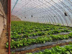 -建平天秀山森林公园