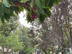-北京张裕爱斐堡酒庄
