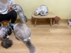 -Meowの猫咖(万家丽店)