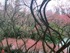 -重庆彩云湖湿地公园