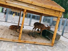 -长白岛森林公园