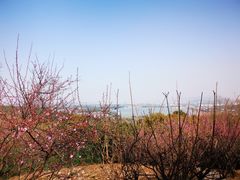 -香雪海