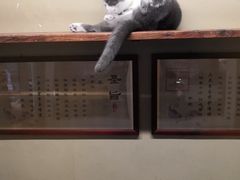 -猫咪博物馆(顶澳仔猫街店)