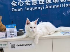 -全心全意连锁动物医院·微创中心·内科急重症·心脏专科(丰管路店)