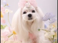 -FAELING PETS美天灵宠物(合生汇店)