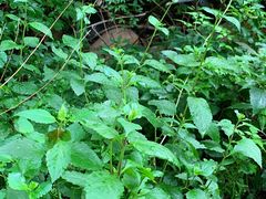 -碓臼峪自然风景区